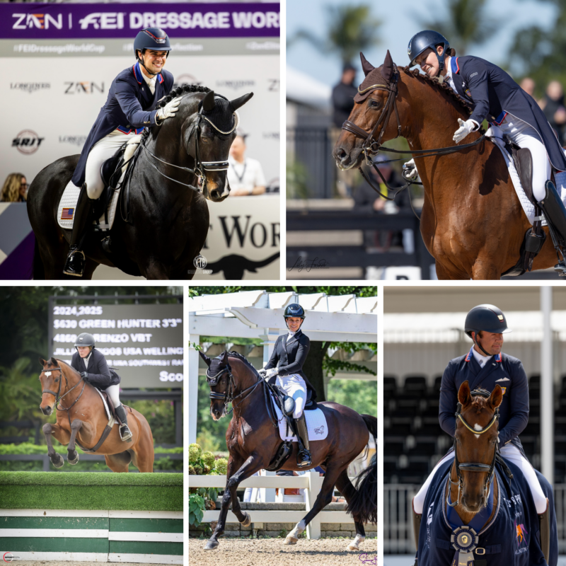 Zen Low Rider Zen Elite Equestrian Center | Premiere Sport Horse Center
